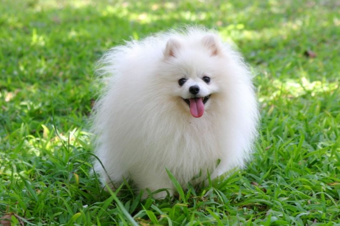 White Pomeranian (Pom)