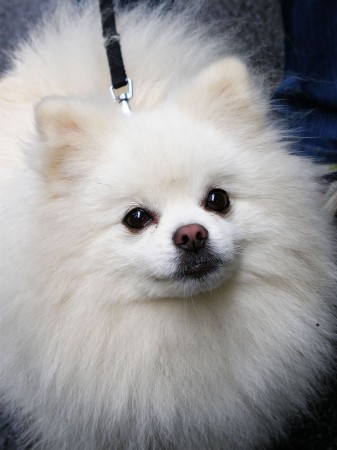 White Pomeranian