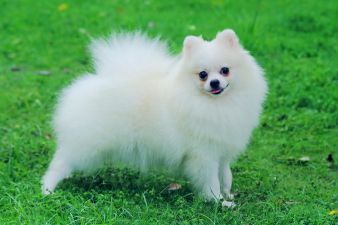 White Pomeranian wallpaper