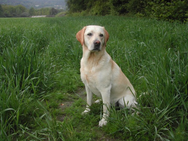 Yellow Labrador Retriever