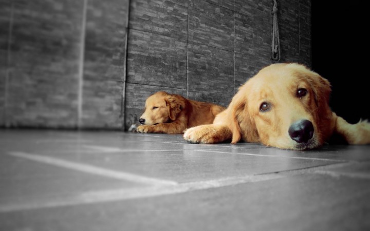 Yellow Labrador Retriever wallpaper (3)