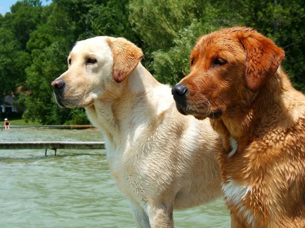 Yellow and Fox Labrador Retrievers