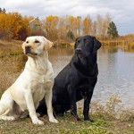Yellow and black Labrador Retrievers