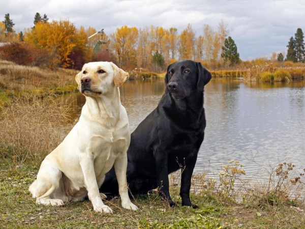 Yellow and black Labrador Retrievers