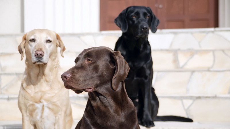 Yellow, black, and chocolate Labrador Retrievers