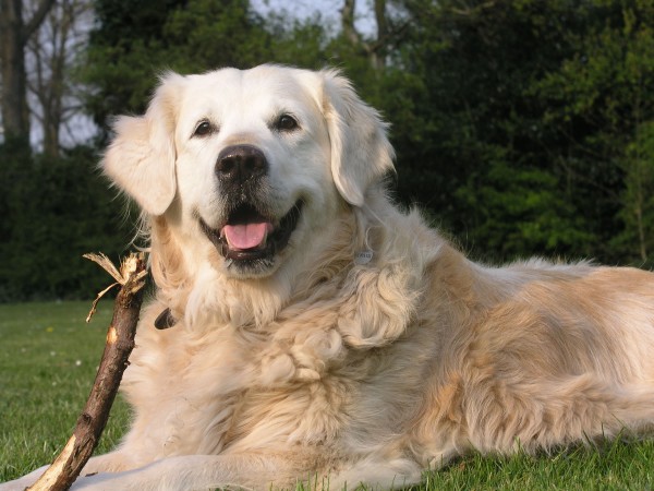 Adult Golden Retriever