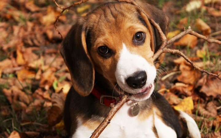 Beagle chewing branch wallpaper