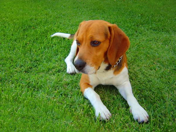 Beagle dog