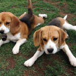 Beagle dogs
