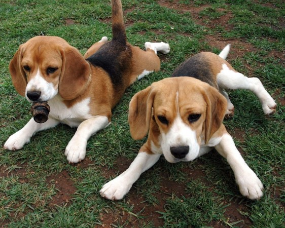 Beagle dogs