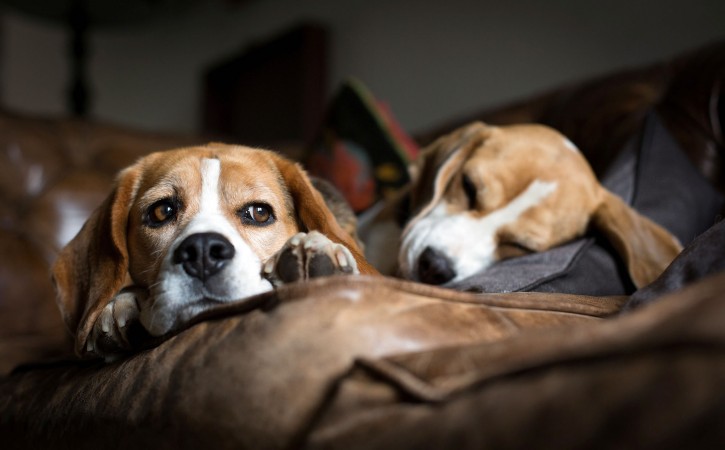 Beagle dogs resting wallpaper