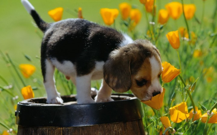 Beagle puppy wallpaper