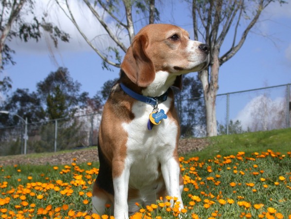 Beagle sitting