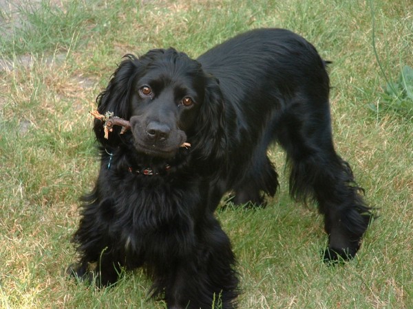 Black English Cocker Spaniel