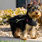 Black and tan Yorkshire Terrier puppy