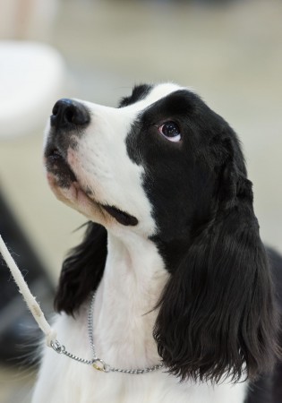 Black and white English Cocker Spaniel