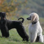 Black and white Poodle