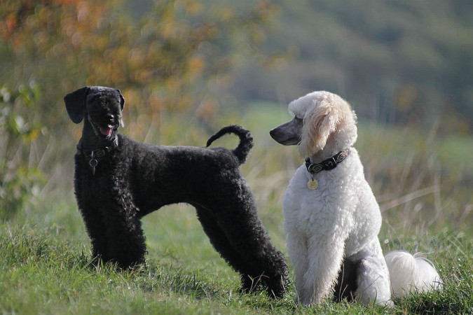 Black and white Poodle