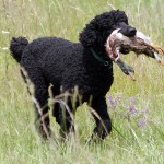 Black poodle hunting