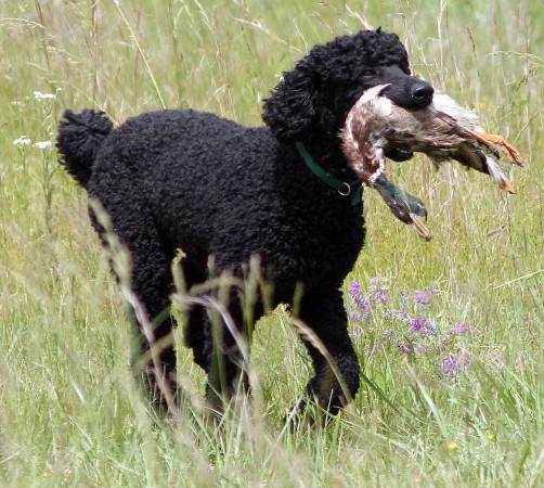 Black poodle hunting