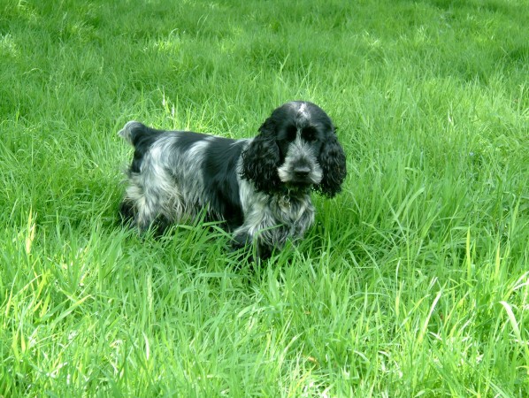 Blue roan English Cocker Spaniel