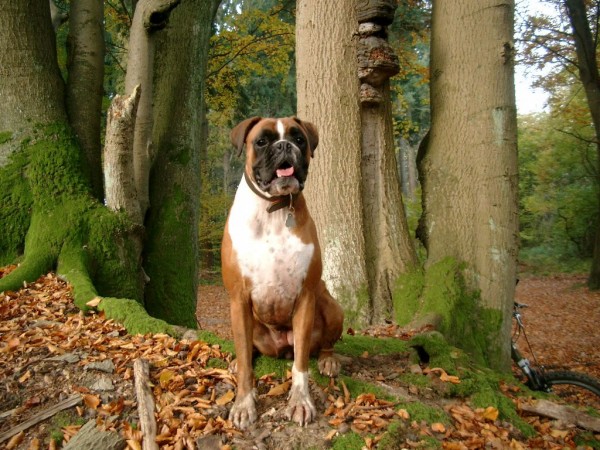 Boxer in forest