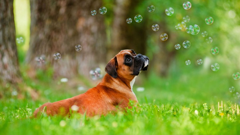 Boxer in grass wallpaper