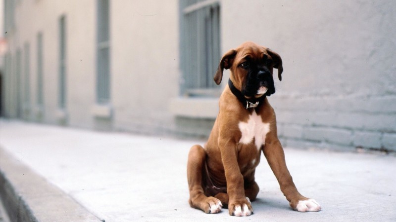 Boxer puppy wallpaper