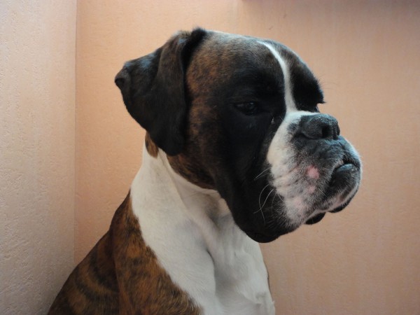 Brindle Boxer head with white neck