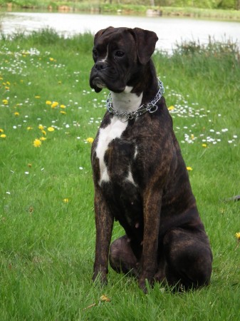 Brindle Boxer with white markings