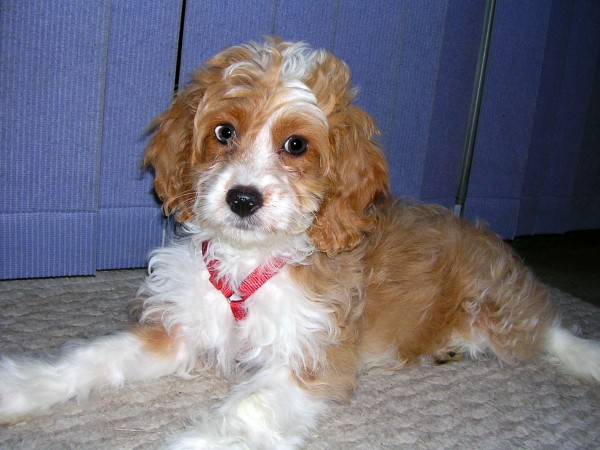 Cockapoo puppy