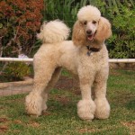 Cream standard poodle