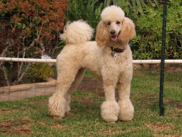 Cream standard poodle