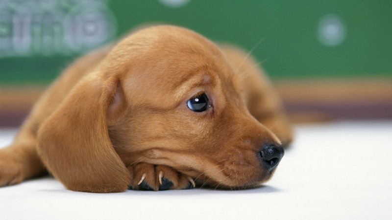 Cute Dachshund wallpaper