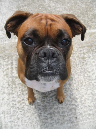 Cute fawn Boxer portrait