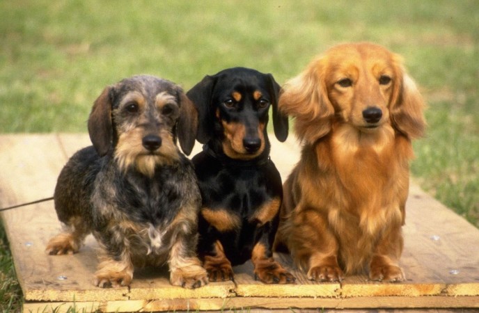 Dachshund dogs