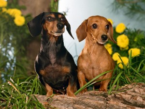 Dachshund dogs wallpaper