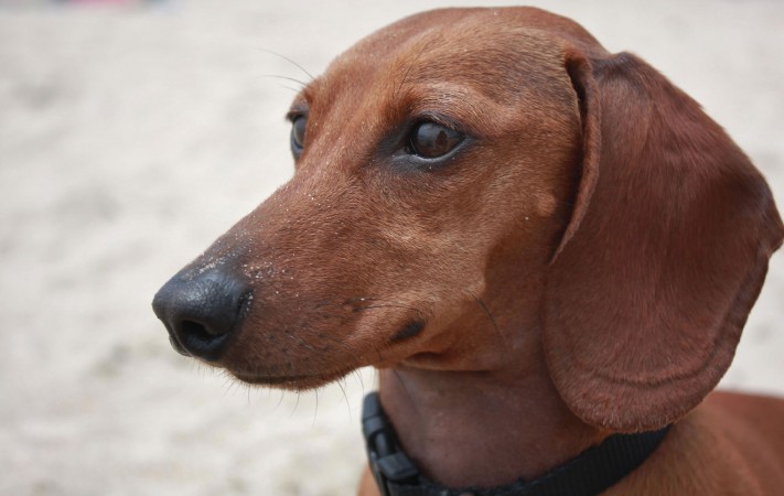 Dachshund head