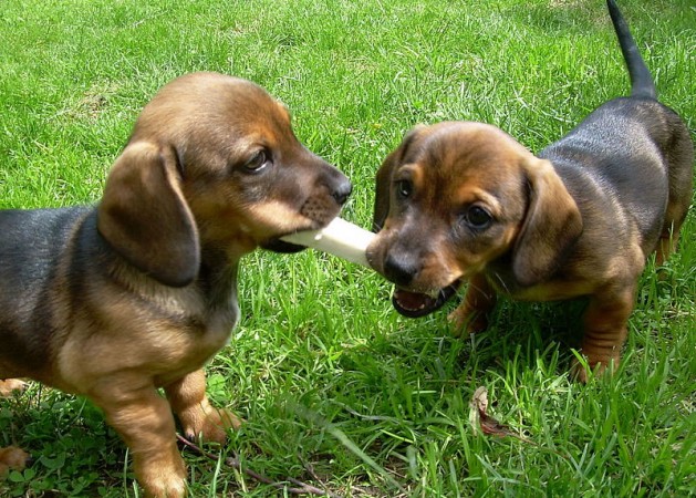 Dachshund puppies playing