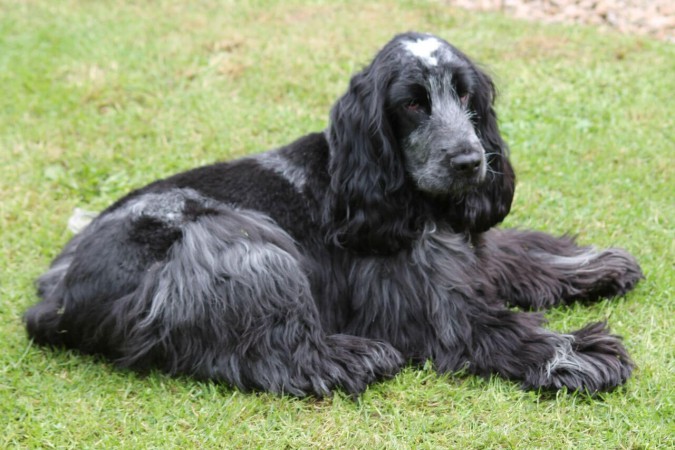 Dark blue roan English Cocker Spaniel