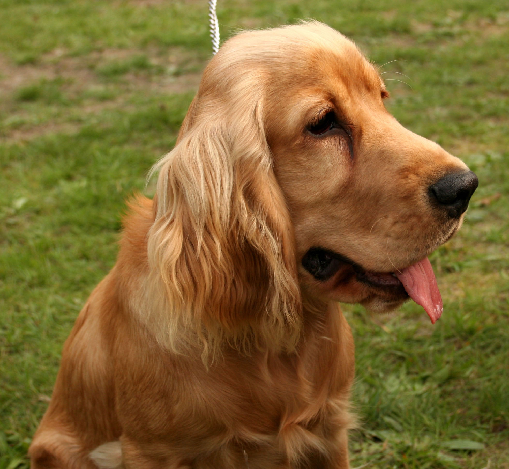 English Cocker Spaniel - My Doggy Rocks