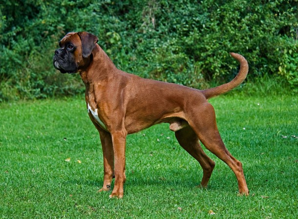 Fawn Boxer