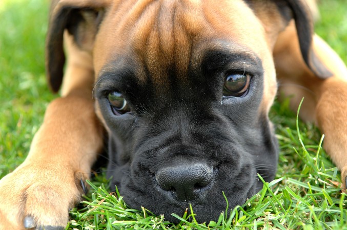 Fawn Boxer puppy wallpaper