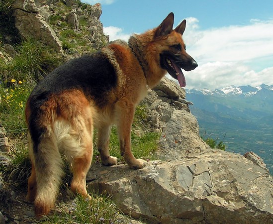 German Shepherd dog