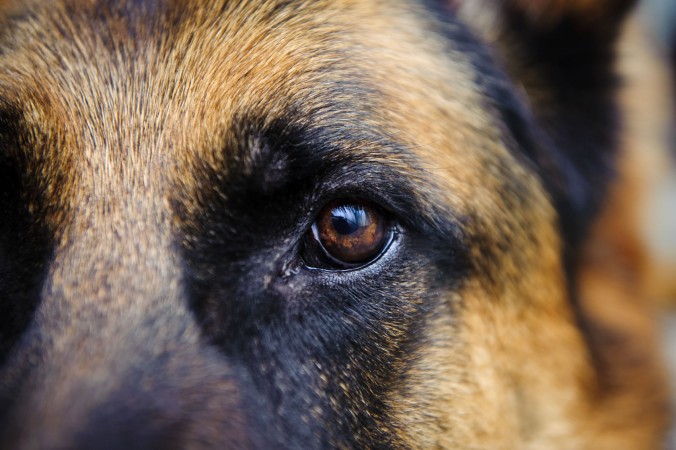 German Shepherd eye