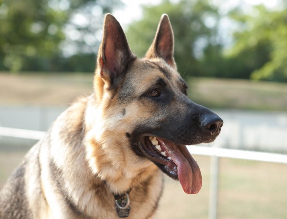 German Shepherd face wallpaper