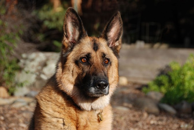 German Shepherd head wallpaper