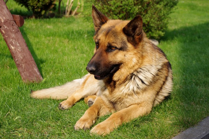 German Shepherd on grass wallpaper (3)