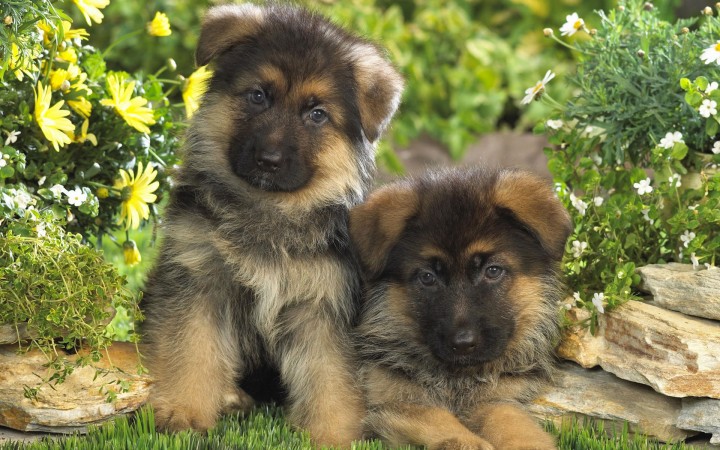 German Shepherd puppies wallpaper