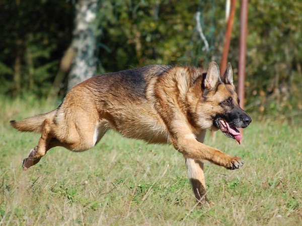 German Shepherd running - My Doggy Rocks